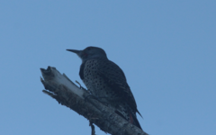 Colaptes auratus cafer