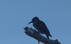 Colaptes auratus cafer