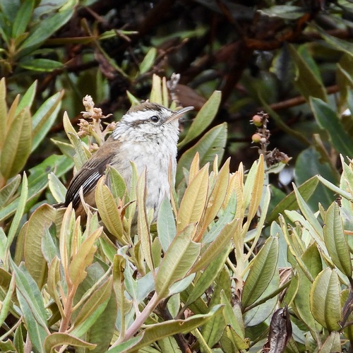 Timberline Wren (Thryorchilus browni), photo 8