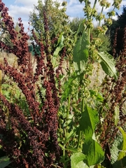 Rumex