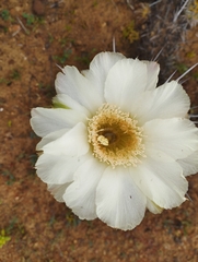 Trichocereus deserticola