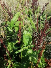 Rumex