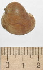 Radix auricularia