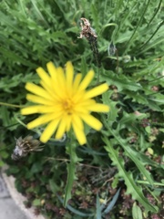 Scorzoneroides autumnalis