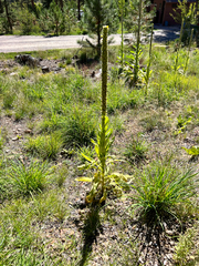 Verbascum