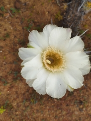 Trichocereus deserticola