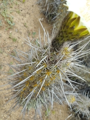 Trichocereus deserticola