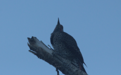 Colaptes auratus cafer