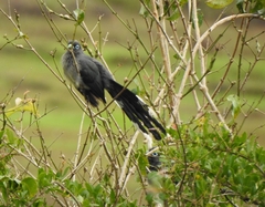 Phaenicophaeus viridirostris