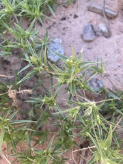 Munroa squarrosa