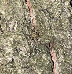 Oligolophinae