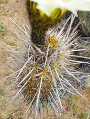 Trichocereus deserticola