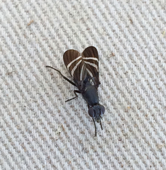 Tritoxa flexa