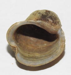 Radix auricularia