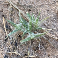 Munroa squarrosa