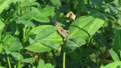 Chorthippus biguttulus