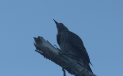 Colaptes auratus cafer