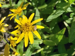 Adelphocoris lineolatus