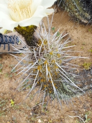 Trichocereus deserticola