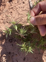 Munroa squarrosa