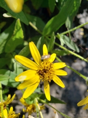 Adelphocoris lineolatus