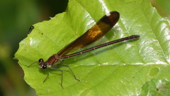 Calopteryx haemorrhoidalis