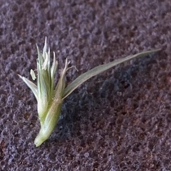 Munroa squarrosa