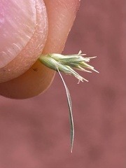 Munroa squarrosa