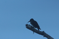 Colaptes auratus cafer