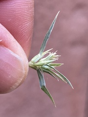 Munroa squarrosa