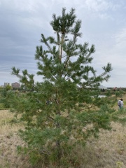 Pinus banksiana