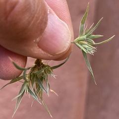 Munroa squarrosa