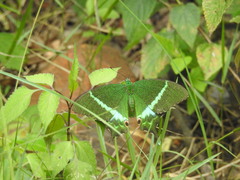Papilio crino