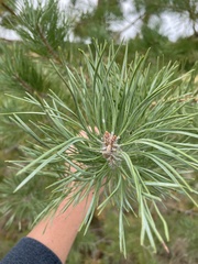 Pinus banksiana