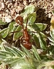 Pogonomyrmex californicus