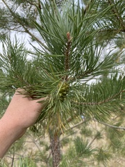 Pinus banksiana