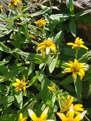 Arnica lanceolata