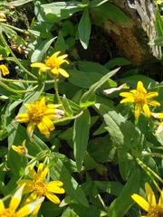 Arnica lanceolata