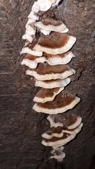 Trametes