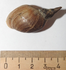Lymnaea stagnalis