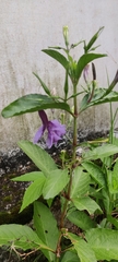 Ruellia tuberosa