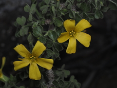 Oxalis gigantea