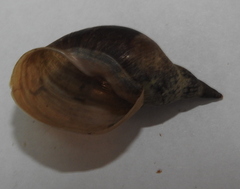 Lymnaea stagnalis