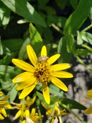 Arnica lanceolata