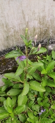 Ruellia tuberosa