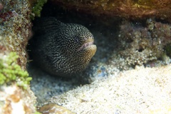 Gymnothorax meleagris