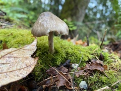 Mycena galericulata