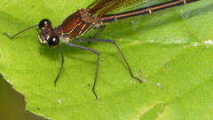 Calopteryx haemorrhoidalis