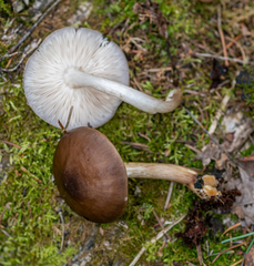 Pluteus exilis