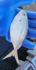 Peprilus triacanthus